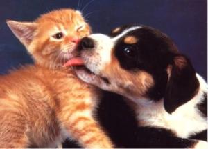 cat and dog