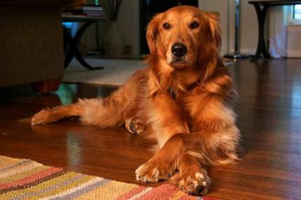 Golden-Retriever-1